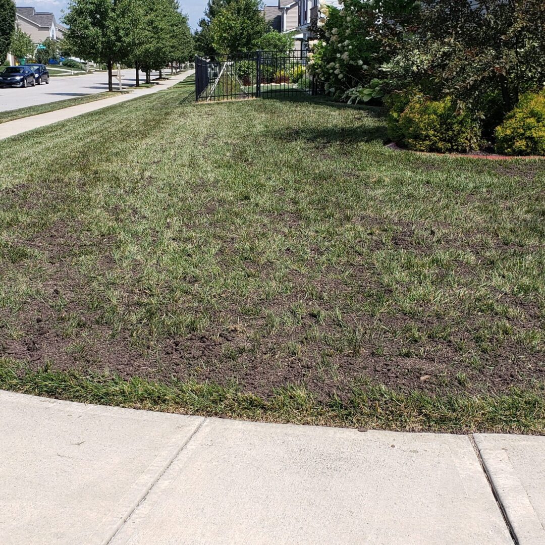 A yard in need of lawn restoration in Fishers, IN